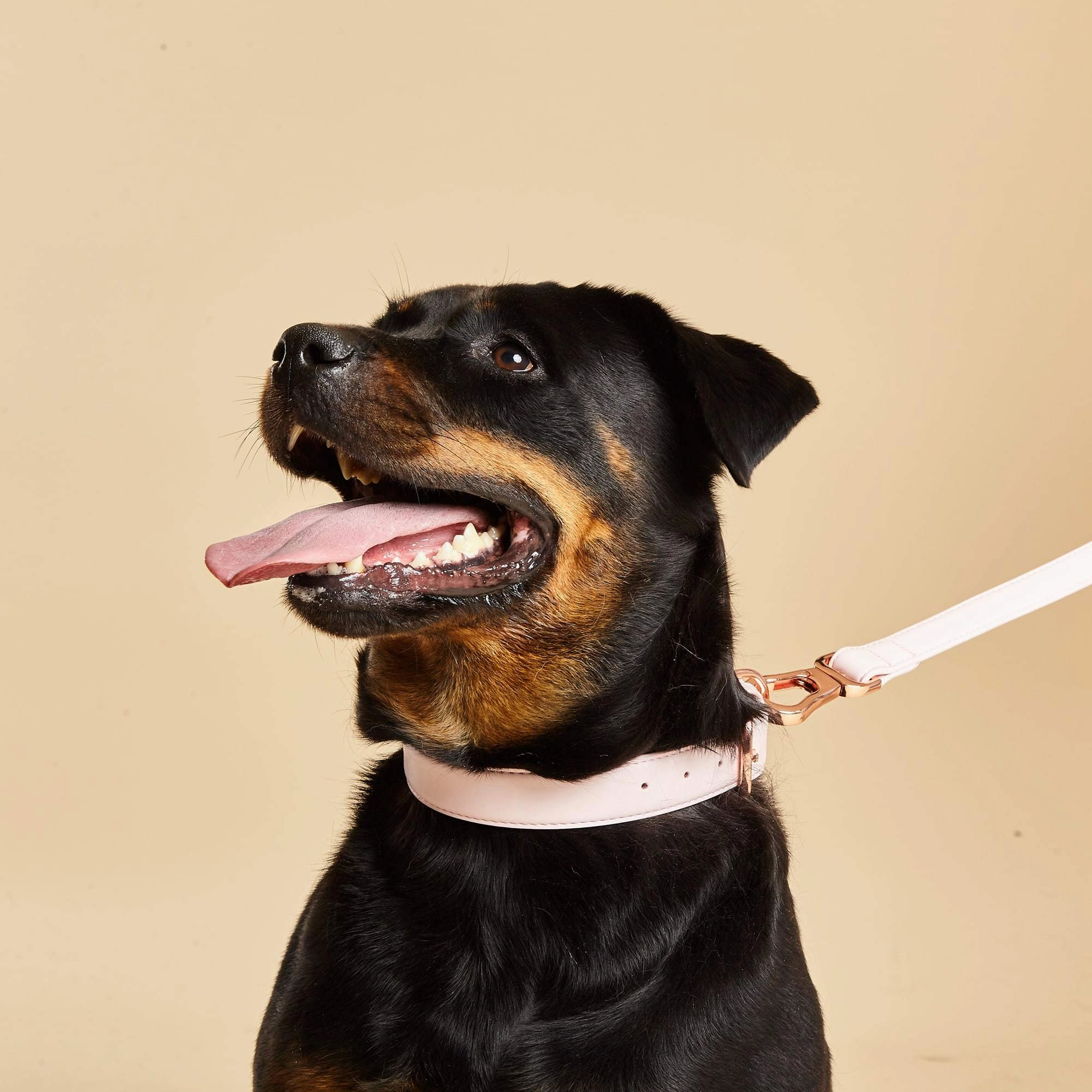 Blush Pink Dog Collar