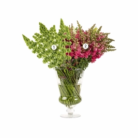 Dreamland Flower Collection