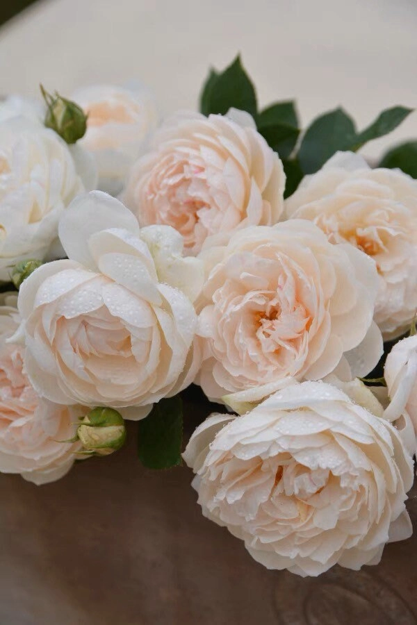 Lapin Rose