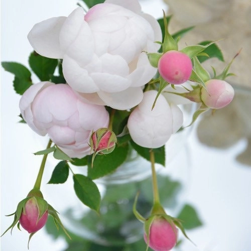 Lapin Rose