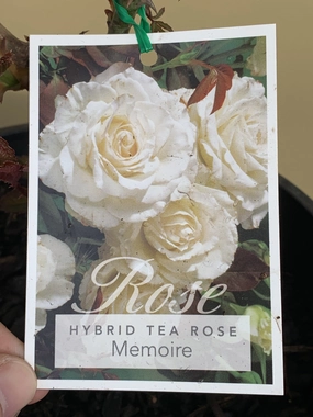 Rose - Hybrid Tea 'Memoire'