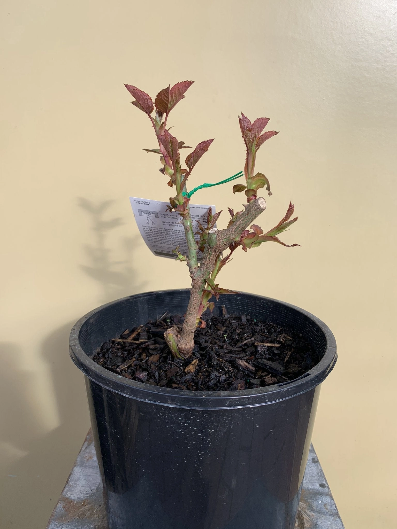 Rose - Hybrid Tea 'Memoire'